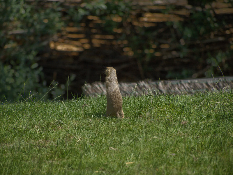 Orth,
      Spermophilus